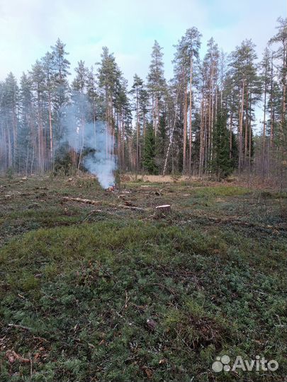 Заготовка древесины