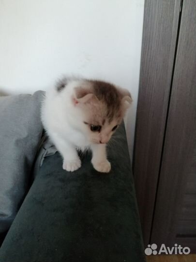 Вислоухие котята