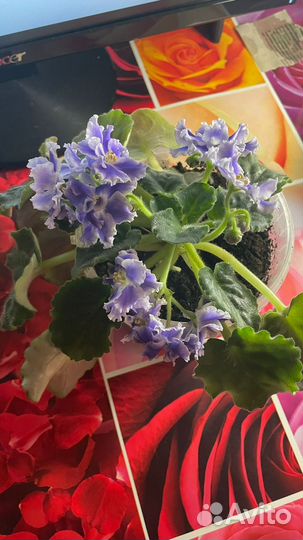 Комнатные растения-цветы