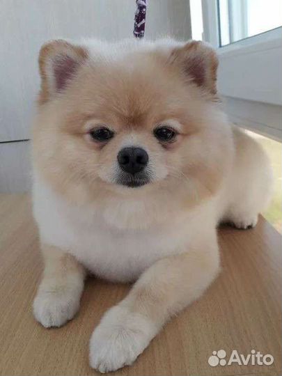 Стрижка собак мелких пород и кошек