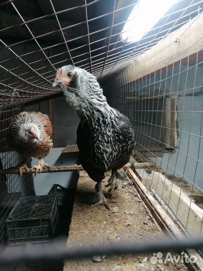 Куры несушки. Петухи