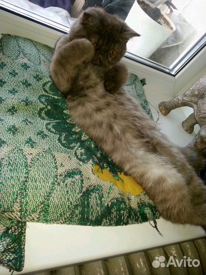 Вязка перс-экзот