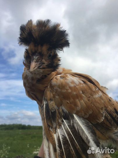 Куры павловские золото серебро