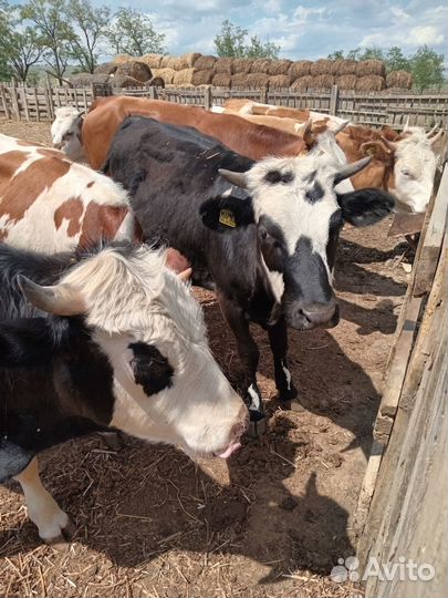 Продаю крс на племя
