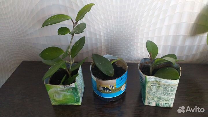 Домашние растения