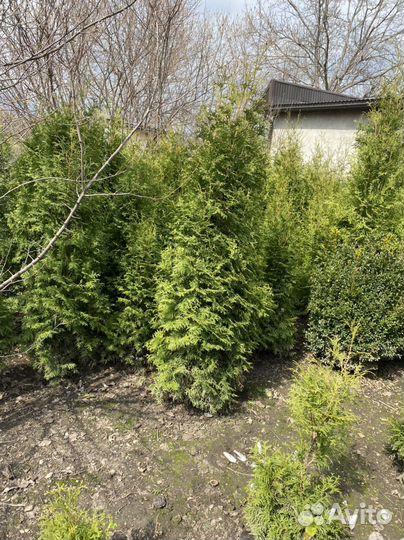 Туи в наличии