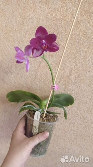 Орхидея Mituо King es