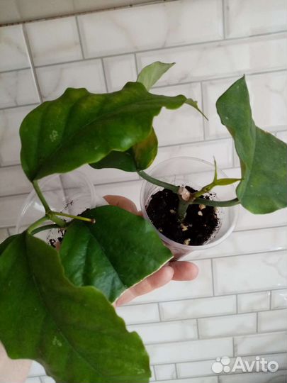 Хойя Гунинг гадинг