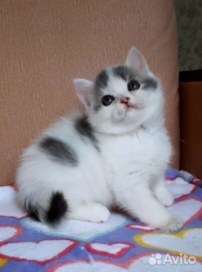 Шотландский котенок