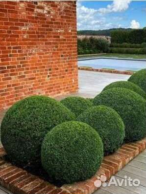 Самшит-Шарики