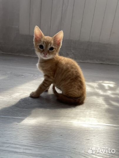 Кошка