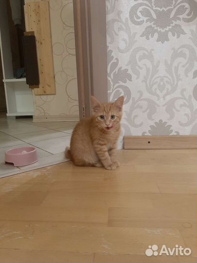 Кошка в дар бесплатно