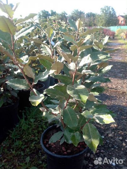 Лох Super Compacta