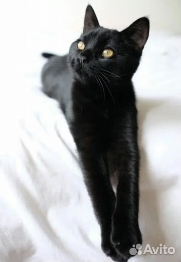 Котик ищет дом
