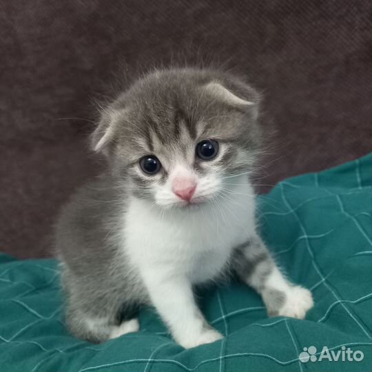 Котенок мальчик