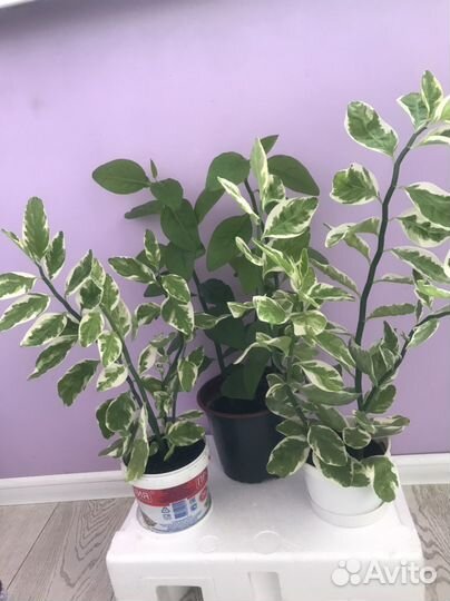 Комнатный цветок Педилантус