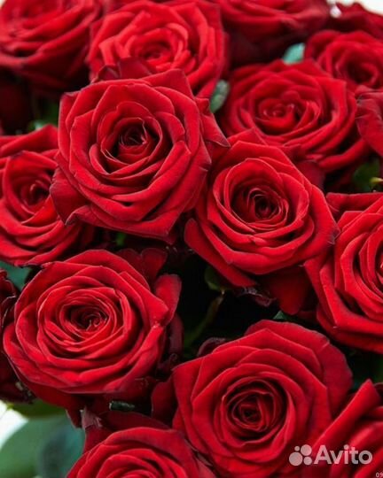 Букет красных роз. 25 роз