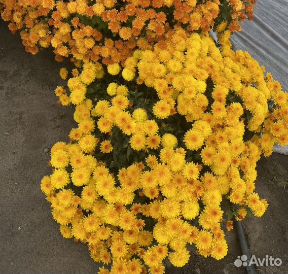 Хризантемы мультифлора