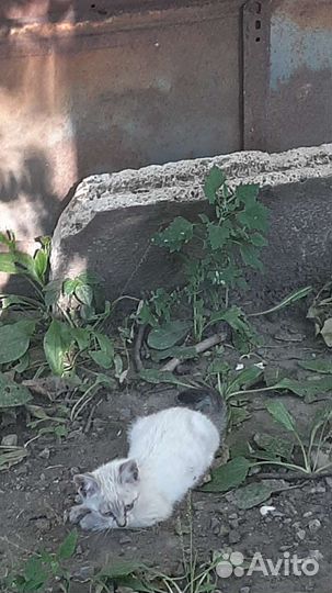 Котята новая порода