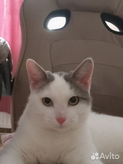 Кот в добрые руки