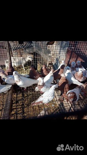 Голуби пакистанцы