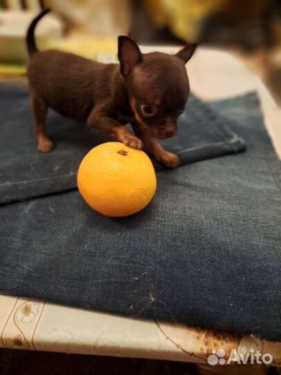 Мини той-терьер