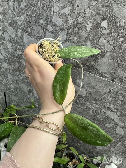 Хойя,часть 5