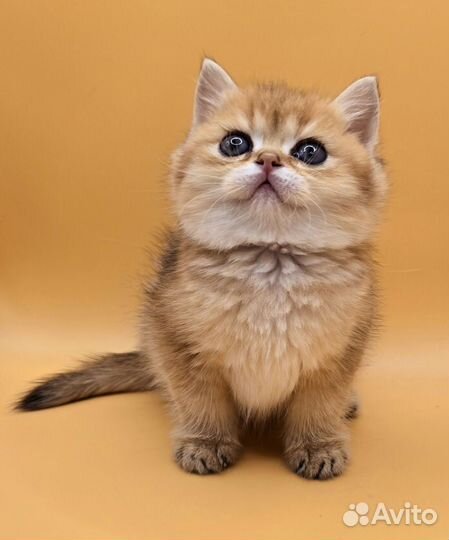 Очень красивый малыш)