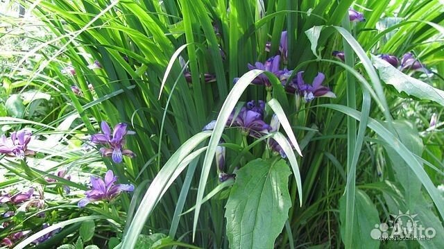 Продажа многолетних растений