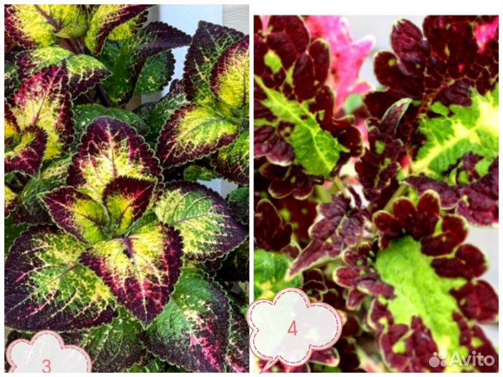 Колеусы срезы и укорененные черенки