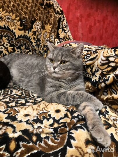 Котик в добрые ручки