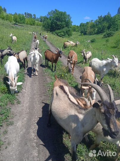 Зааненские и чешские дойные козы и козлята