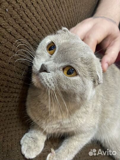 Кошка шотландская вислоухая