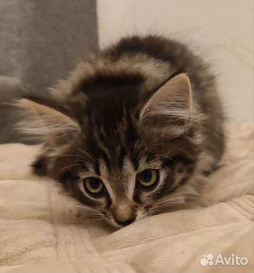 Милая пушистая кошечка