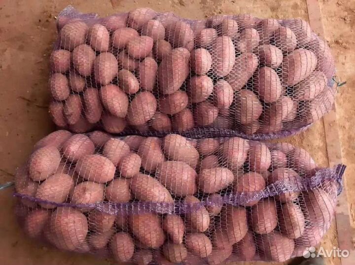 Продаю картофель на хранение доставка бесплатно