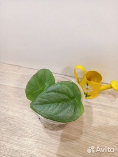 Эпифиллум Марниера, гибискус, Сансивиерии