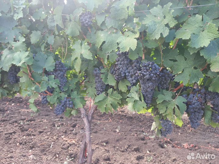Продаётся виноградник