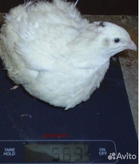 Яйцо перепелов альбинос