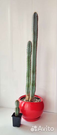 Кактус цереус Лазурный (голубой)