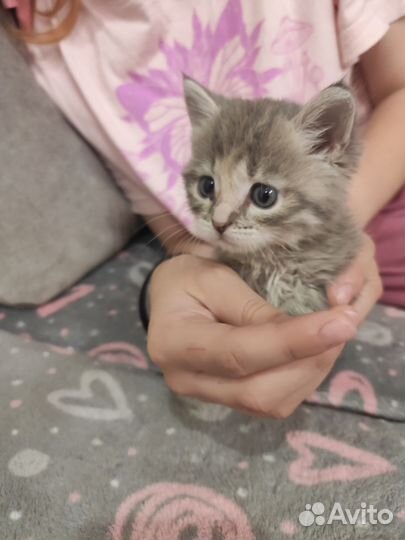 Котята в добрые руки 1 месяц