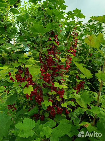 Красная смородина