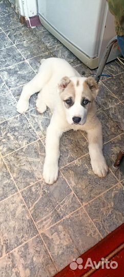 Чистокровный алабай, вязка