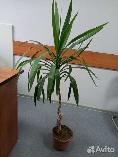 Пальма драцена