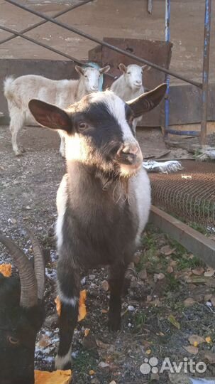 Зааненские козы,альпийские,ламанча