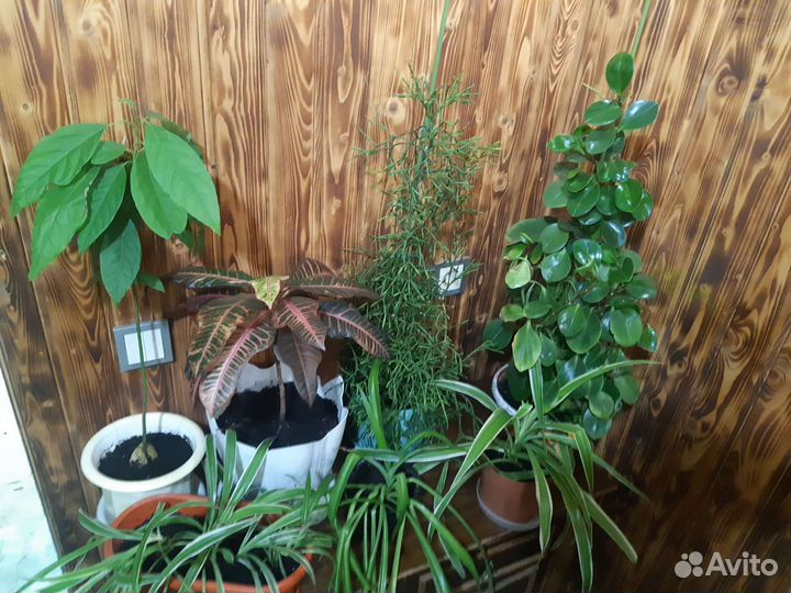 Комнатные растения