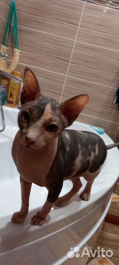 Канадский сфинкс