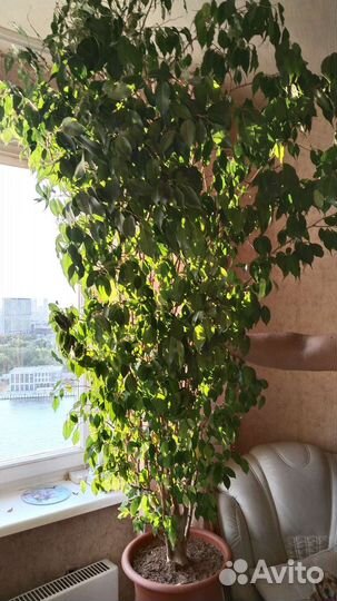 Огромные Фикусы Бенджамин