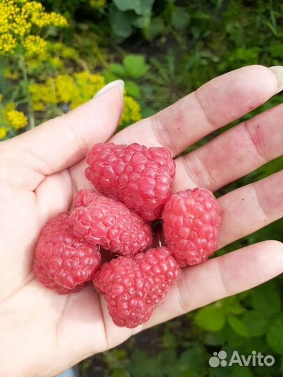 Саженцы крупной малины, ягода