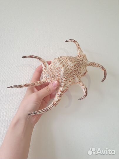 Ракушка ламбис декор