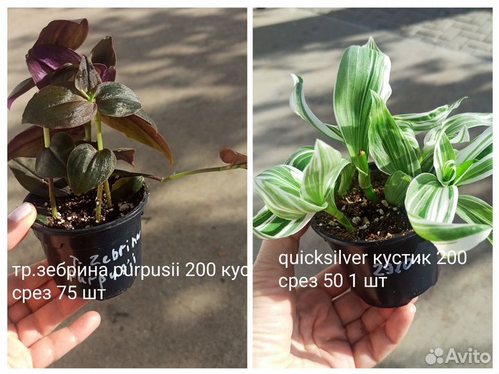 Комнатные растения, традискация много сортов